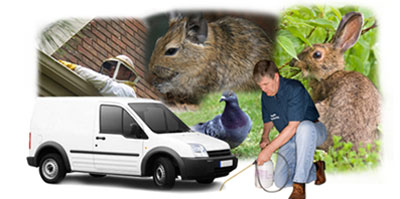 Bridgwater local van